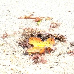 Meet your Posher, Patty